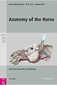 Anatomy-of-the-horse